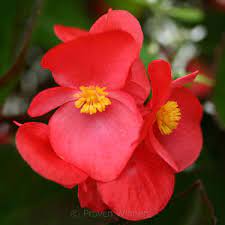 BCS WALK IN PURCHASE Big Begonia 6” Bronze Leaf  Not available for shipping
