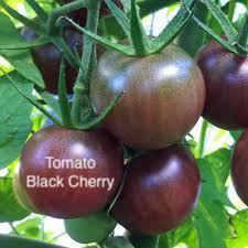 LAKEWAY  Tomato Plant 4” Black Cherry Tomato for walk in purchase only, at our LAKEWAY Flash Garden  Not available for Pre-Ordering