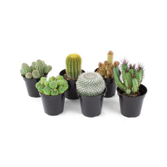 DRIFTWOOD  Cacti Qt  Cactus assorted