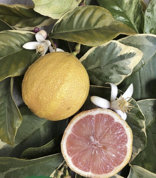 RESERVE Yours -PRE-ORDER NOW! CITRUS TREES  #3/5 pot size -for pick up @ Flash Garden LAKEWAY early Spring -Pre-Order deadline is 2/15/25 or when we run out. USE PULL DOWN MENUS TO CHOOSE Varieties