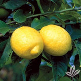 RESERVE Yours -PRE-ORDER NOW! CITRUS TREES  #3/5 pot size -for pick up @ Flash Garden LAKEWAY early Spring -Pre-Order deadline is 2/15/25 or when we run out. USE PULL DOWN MENUS TO CHOOSE Varieties