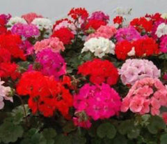 Geranium 6” Assorted Colors for Walk In Purchase at a Flash Garden