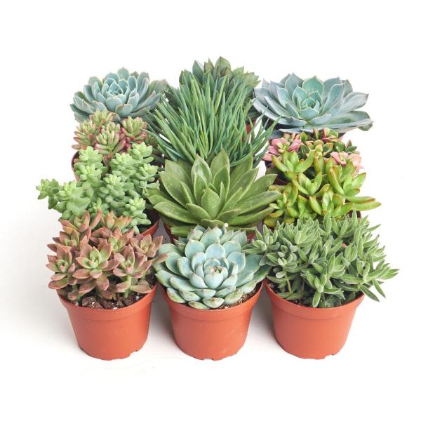 LAKEWAY  Assorted Succulents  4FR   Florist Quality  for walk in purchase at our DRIFTWOOD Flash Garden