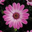 LAKEWAY African Daisy QT  Compact Light Pink  Osteospermum for walk in purchase only, at our LAKEWAY Flash Garden