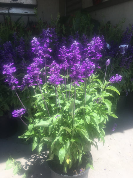 Salvia farinacea ‘Evolution Violet’ 4”pot  for walk in purchase at a Flash Garden Not available for Pre-Ordering at this time.  You must be on-site at the Flash Garden to purchase these.