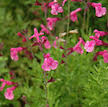 BCS WALK IN PURCHASE Salvia greggii  #1  Pink  Not available for shipping at this time, you have to be on-site at the flash garden to purchase these