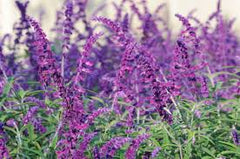 LAKEWAY WALK IN PURCHASE Salvia leucantha 'Midnight' #1pot  Mexican Bush Sage Purple/Purple ***Not available for Pre-ordering, Not available for shipping - you must be onsite at a Flash Garden to purchase these  *