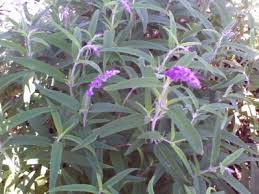 JCCC WALK IN PURCHASE Salvia leucantha 'Midnight' #1pot  Mexican Bush Sage Purple/Purple *Not available for Pre-ordering , Not available for shipping - you must be onsite at the Flash Garden to purchase these*