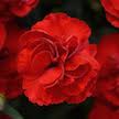 LAKEWAY  Carnation Super Trouper Scarlet  Qt