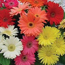 Florist Quality Gerbera Daisy 4R for walk in purchase at a Flash Garden