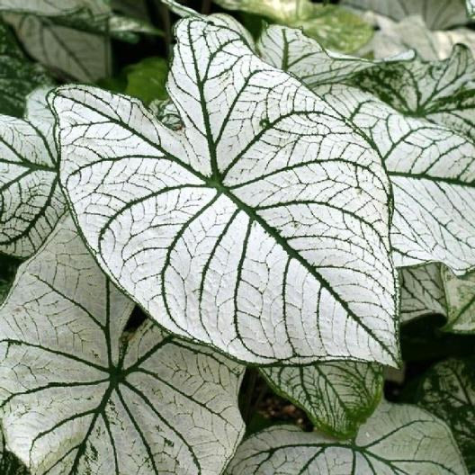 DRIFTWOOD Caladium White w/ Green Veins 4”pot- for walk in purchase only - at our DRIFTWOOD Flash Garden