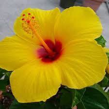 LAKEWAY WALK IN PURCHASE Large Specimen Tropical Combo ‘Hibiscus/Bougainvillea/Mandevilla’ all in one planter - in a Party Ready 20” Decorative Plastic Terra Cotta Colored Planter