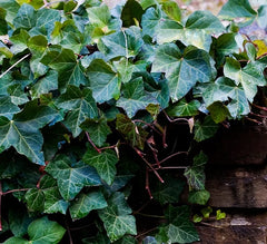 English Ivy 4" Hedera helix  for walk in purchase only (at our LAKEWAY Flash Garden)