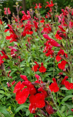 Salvia greggii  #1  Red  for walk in purchase only  at our LAKEWAY Flash Garden  Not available for pre-ordering at this time, you have to be on-site at the flash garden to purchase these