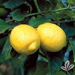 Lisbon Lemon Tree 5g  for for walk in purchase only at a Flash Garden   Not available for Pre-Ordering at this time. You must be onsite, in person at a Flash Garden to purchase these.
