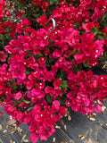 PRE-ORDER NOW!  Bougainvillea #1pots - with pre-order discounted price - for pick up @ Flash Garden #3 LAKEWAY 4/27/24(sneak Preview Friday 4/26/24 4-7pm)   Pre-Order deadline is 4/25/24 or when we run out.   USE PULL DOWN MENUS TO CHOOSE COLOR