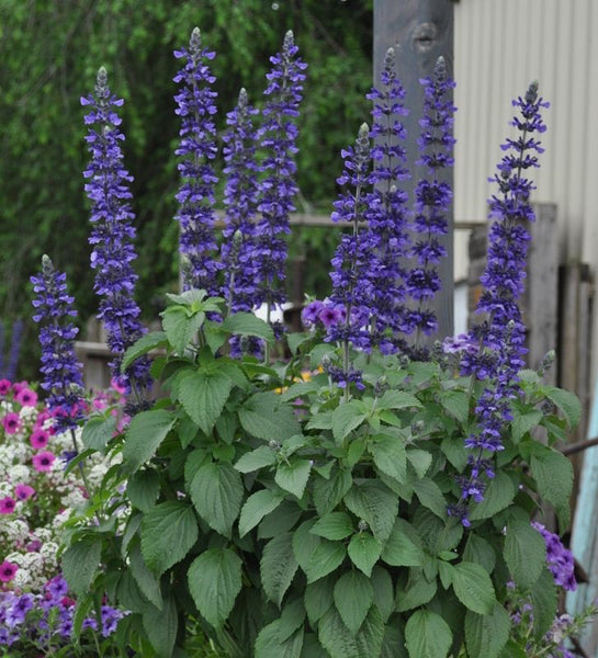 PRE-ORDER   Big Blue Salvia  #5pot - for customer pick up one of our Flash Gardens ….***USE THE PULL DOWN MENU NOW TO CHOOSE YOUR PICK UP LOCATION ***