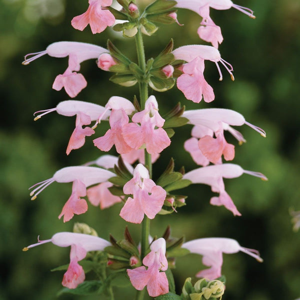 Salvia coccinea  ‘Summer Jewel Pink ‘  4"pot  for walk in purchase at a Flash Garden.  Not available for Pre-Ordering at this time.  You must be on-site in person at the Flash Garden to puchase these.