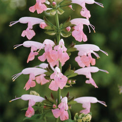 Salvia coccinea  ‘Summer Jewel Pink ‘  4"pot  for walk in purchase at a Flash Garden.  Not available for Pre-Ordering at this time.  You must be on-site in person at the Flash Garden to puchase these.