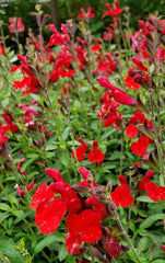 LAKEWAY  Salvia greggii  #1  Radio Red  for walk in purchase only   (Pre-Ordering Not Available) at our LAKEWAY Flash Garden