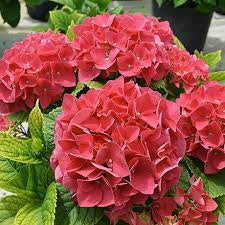 DRIFTWOOD Red  Florist Quality Hydrangea 14”pot (really large)  for walk in purchase only  at our  DRIFTWOOD  Flash Garden