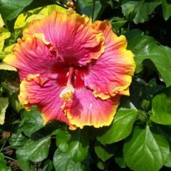 LAKEWAY WALK IN PURCHASE Tropical Hibiscus 3g  Assorted Colors  for walk in purchase only  at our LAKEWAY Flash Garden Not available for pre-ordering - YOU MUST BE ONSITE TO PURCHASE THESE