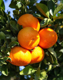 Clementine Mandarin 5g  for walk in purchase at a Flash Garden