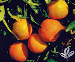 Orange Frost Satsuma Tree 5g  for walk in purchase at a Flash Garden  Not available for Pre-Ordering at this time. You must be onsite, in person at a Flash Garden to purchase these.