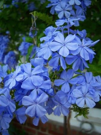 LAKEWAY Plumbago 4” Blue  for walk in purchase at our LAKEWAY Flash Garden