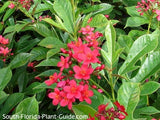 Red Compact Jatropha Party Ready Patio Tree 24”Decorative Plastic Terra Cotta Pot