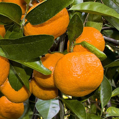 Miho Satsuma 5g  for walk in purchase at our LAKEWAY Flash Garden