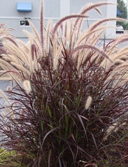 LAKEWAY Purple Fountain Grass #1  for walk in purchase only at our LAKEWAY Flash Garden (Not available for Pre-Ordering)
