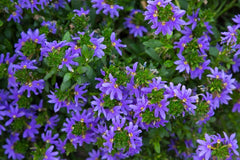 LAKEWAY WALK IN PURCHASE  Blue Scaevola 10”Hanging Basket (Blue Fan Flower-  Blue Handflower) - Not available for Pre-Ordering nor shipping.  You must be onsite at a Flash Garden to purchase these.