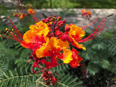 PRE-ORDER   Specimen Large Pride of Barbados #15 Caesalpinia pulcherrima  for customer Pick Up at one of our Flash Gardens ***USE THE PULL DOWN MENU TO CHOOSE YOUR PICK UP LOCATION***