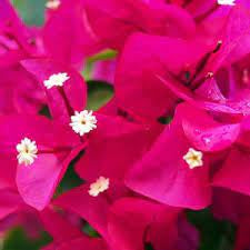 LAKEWAY WALK IN PURCHASE Large Specimen Tropical Combo ‘Hibiscus/Bougainvillea/Mandevilla’ all in one planter - in a Party Ready 20” Decorative Plastic Terra Cotta Colored Planter