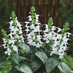 Salvia coccinea ‘Summer Jewel White’  aka Tropical Sage 4"pot for walk in purchase at a Flash Garden. Not available for Pre-Ordering at this time.  You must be on-site in person at the Flash Garden to puchase these.