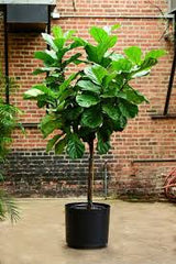 LAKEWAY   Fiddle Leaf Fig 14”pot Standard Tree   Hand Picked Specimen   Florist Grade  for walk in purchase only  at our LAKEWAY  Flash Garden  Not available for pre-ordering at this time