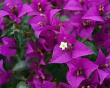PRE-ORDER NOW!  Bougainvillea #1pots - with pre-order discounted price - for pick up @ Flash Garden #3 LAKEWAY 4/27/24(sneak Preview Friday 4/26/24 4-7pm)   Pre-Order deadline is 4/25/24 or when we run out.   USE PULL DOWN MENUS TO CHOOSE COLOR