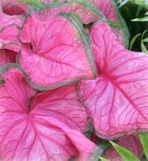 LAKEWAY Caladium 4” Florida Sweetheart     for walk in purchase only - at our LAKEWAY Flash Garden