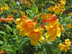 PRE-ORDER Esperanza  #3/#5 Tecoma stans ‘Sangria’  - Yellow/Orange Esperanza  - for customer pick up at a Flash Garden.  Pre-Order Deadline is Tuesday 7/23/24 or when we run out