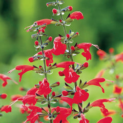 Salvia coccinea ‘Lady in Red’ 4" for walk in purchase only at a Flash Garden.  Not available for Pre-Ordering at this time.  You must be on-site in person at the Flash Garden to puchase these.