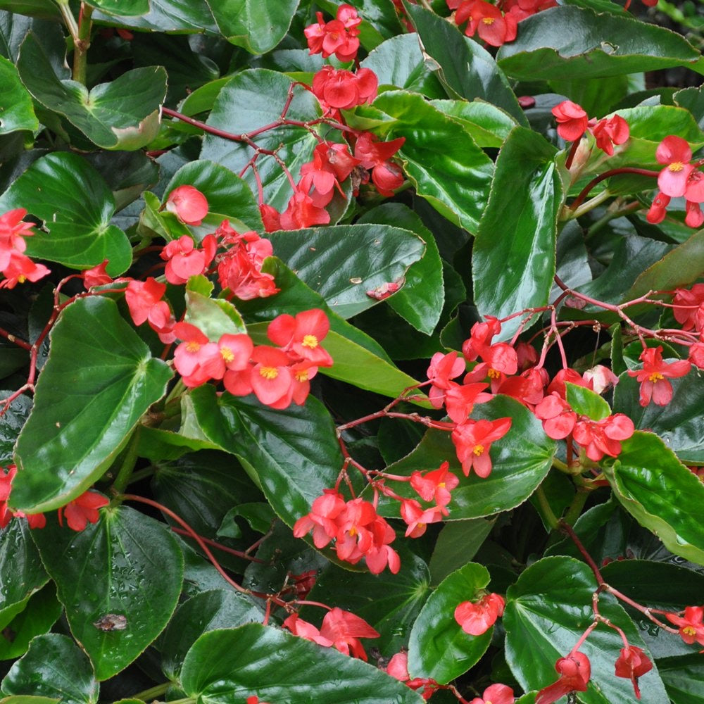 dragon hanging plant NEW Dragonwing Begonia 10”Hanging Basket Red or Rose – Pots & Plants