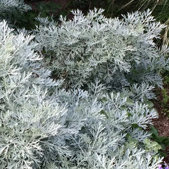 BCS WALK IN PURCHASE  Artemisia Powis Castle #1 pot Not available for Pre-Ordering at this time, Not available for shipping.  You must be onsite at the Flash Garden to purchase these