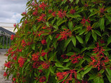 PRE-ORDER  Fire Bush #1  Hamelia patens for customer pick up at a Flash Garden. - For Customer pick up at a Flash Garden late Aug/early Sept - will update exact pick up dates soon.