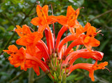 LAKEWAY WALK IN PURCHASE Tecomaria capensis ‘Orange’ aka Cape Honeysuckle in a ‘Party Ready’ 20” Decorative Plastic Terra Cotta Colored Planter NOT available for Shipping  You must be at the Flash Garden - in person-to purchase these.