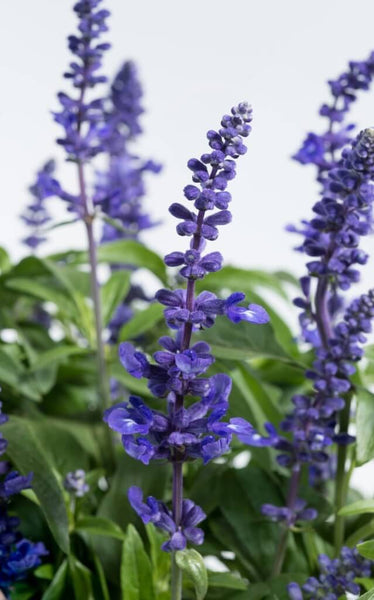 JCCC WALK IN PURCHASE #1pot size Salvia farinacea ‘Sallyfun Deep Ocean’ not available for shipping - you must be onsite at the Flash Garden to purchase these.