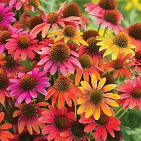 LAKEWAY Cheyenne Spirit Coneflower 2g   Echinacea  for walk in purchase only  (at our LAKEWAY Flash Garden)