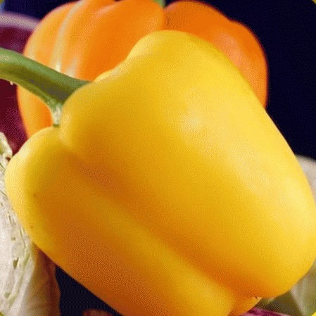 LAKEWAY  Golden Bell Pepper 4” for walk in purchase at our  LAKEWAY Flash Garden
