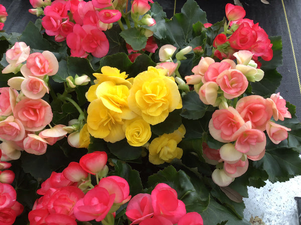 Florist Quality Reiger Begonia 6” Assorted Colors for walk in purchase at a Flash Garden
