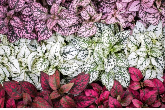 red dot plant pots Hypoestes 4”pot aka Splash aka Polka Dot Plant for walk in purchase at – Pots & Plants